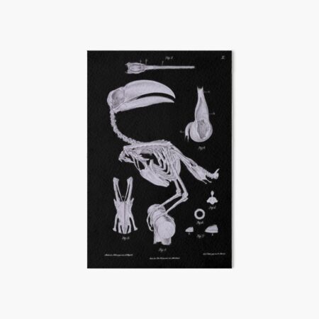 Toucan Bird Skeleton Anatomy Vintage Natural History Art Board Print