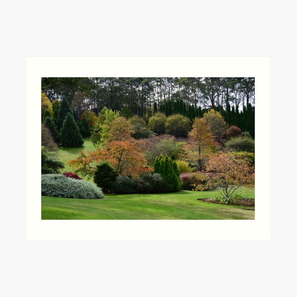 BISLEY GARDENS, MOUNT WILSON, NSW. Art Print