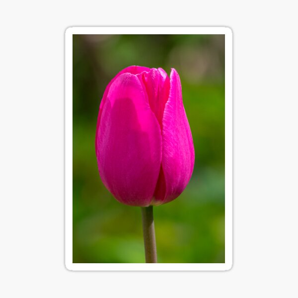 Item preview, Single pink tulip flower designed and sold by iCimages.net.