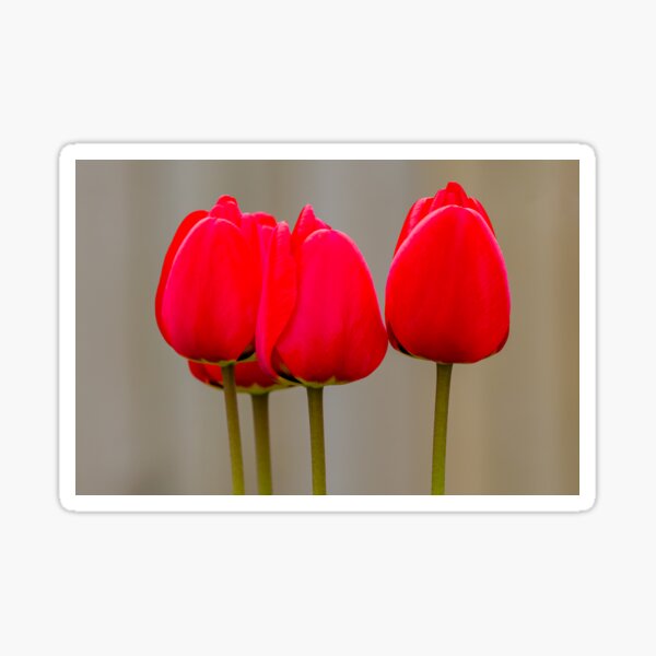 Item preview, Red tulip flowers  designed and sold by iCimages.net.
