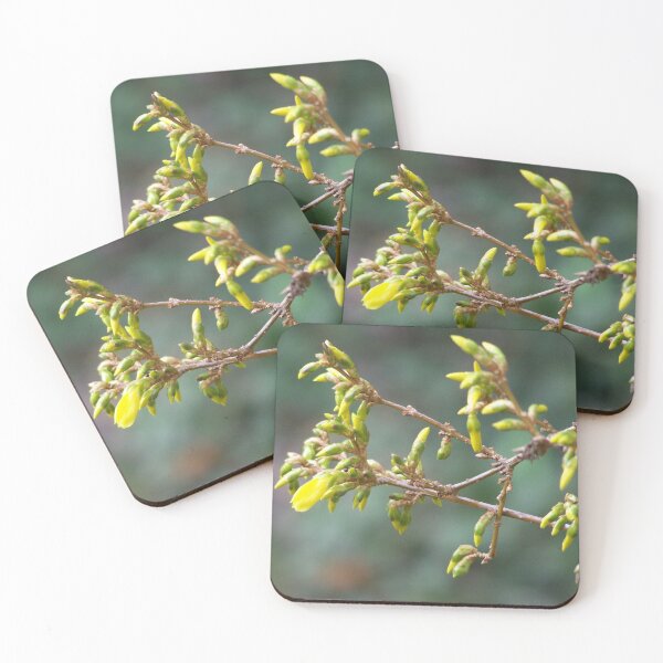 Item preview, Forsythia before blooming designed and sold by Boscastle.