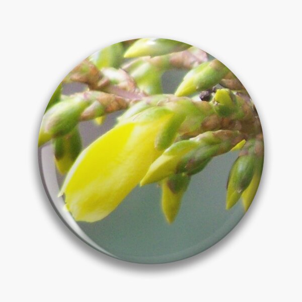 Item preview, Forsythia before blooming designed and sold by Boscastle.