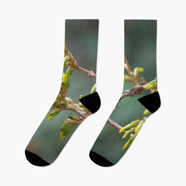 Item preview, Forsythia before blooming designed and sold by Boscastle.