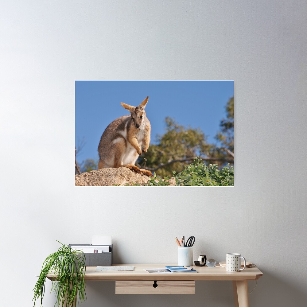 Yellow-footed Rock-wallaby Poster