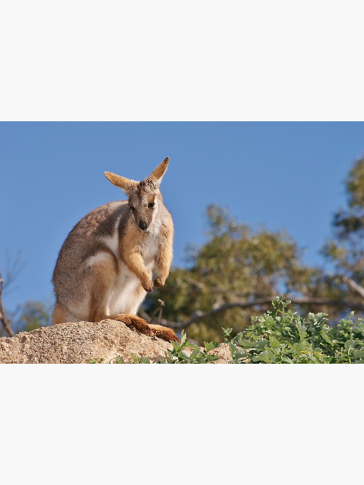 Yellow-footed Rock-wallaby by rogersmith