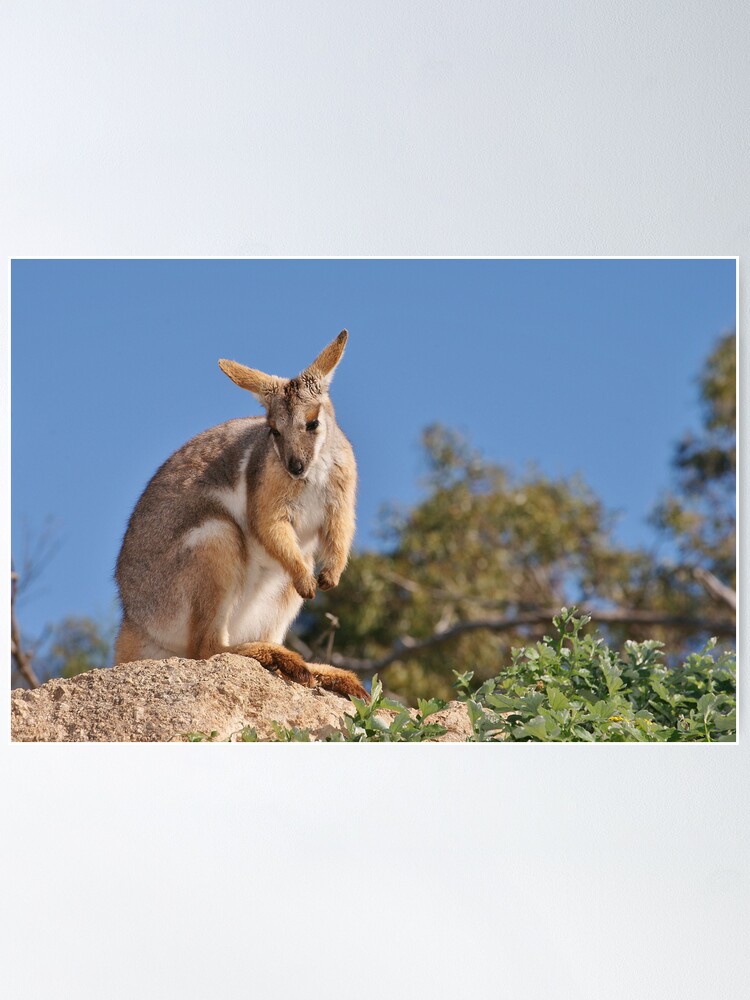 Alternate view of Yellow-footed Rock-wallaby Poster