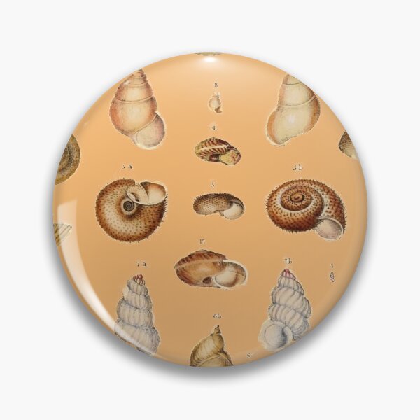 Item preview, Australian Marine Sea Shells Vintage Natural History  designed and sold by MoPaws.