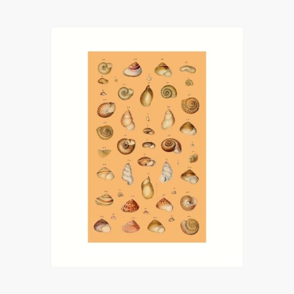 aps,504x498,medium,transparent aps,504x498,medium,transparent