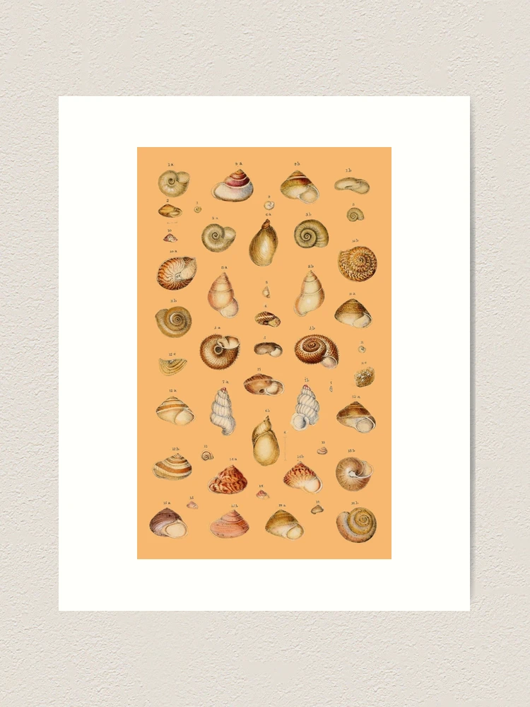 Shells - Classic Natural History Prints - Dance, S. Peter
