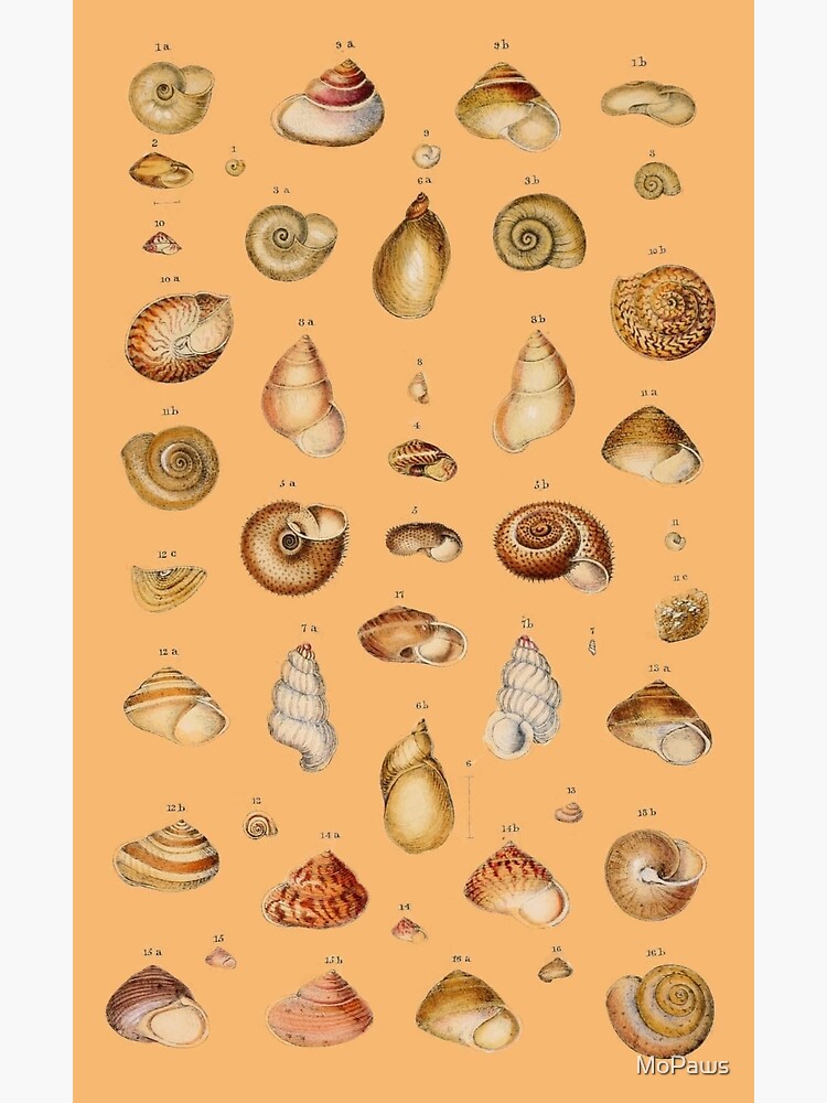 洋書 Shells - Classic Natural History Prints 71fmhzshiyL._UF350,350_QL50_.jpg