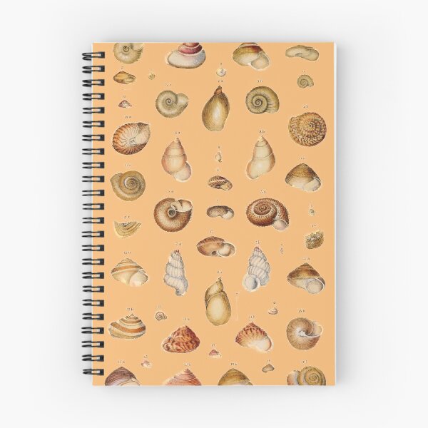 Item preview, Australian Marine Sea Shells Vintage Natural History  designed and sold by MoPaws.