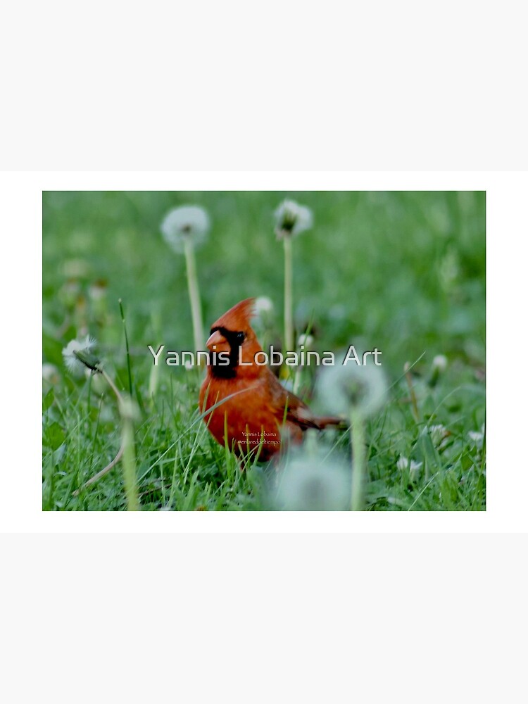 The mystical Cardinal By Yannis Lobaina by lobaina1979