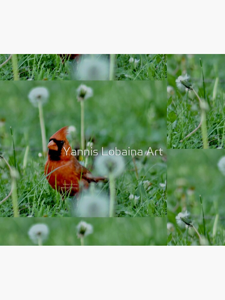 The mystical Cardinal By Yannis Lobaina by lobaina1979