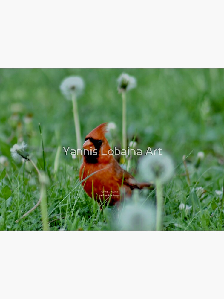 The mystical Cardinal By Yannis Lobaina by lobaina1979