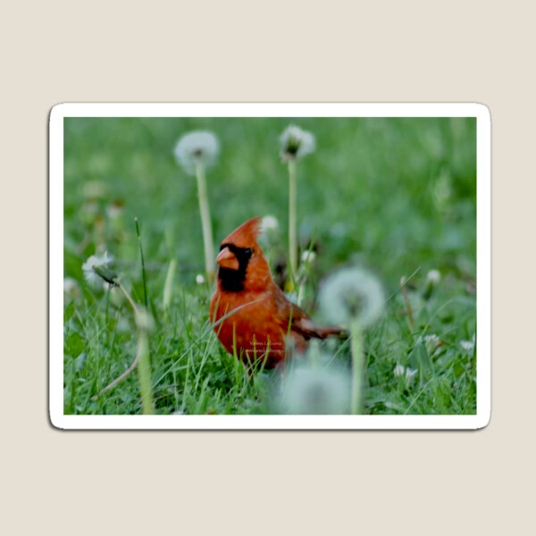 The mystical Cardinal By Yannis Lobaina Magnet