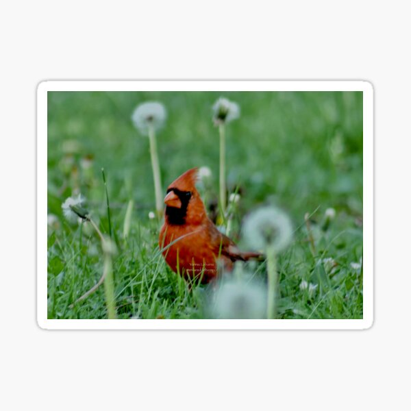 The mystical Cardinal By Yannis Lobaina Sticker