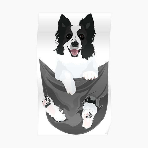 Border Collie Dog in a Pocket Poster
