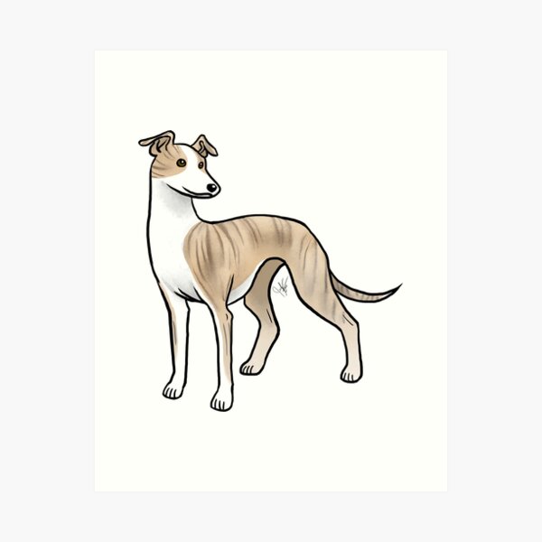 Jennifer best sale saunders whippet