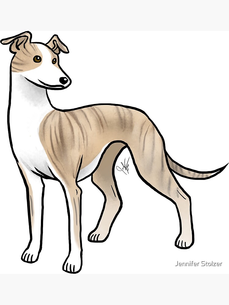 Silver 2024 fawn whippet