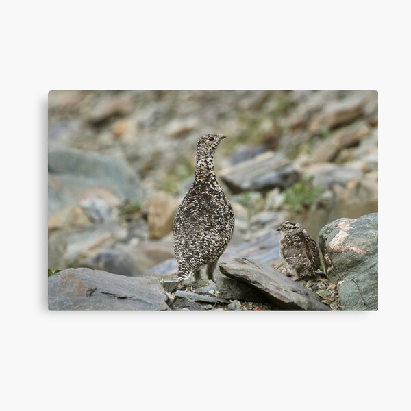 Item preview, Rock Ptarmigan & chick designed and sold by Marty Samis Photography.
