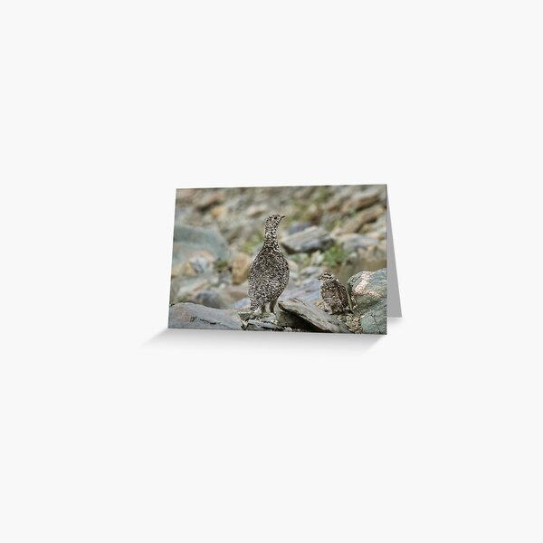 Rock Ptarmigan & chick Greeting Card
