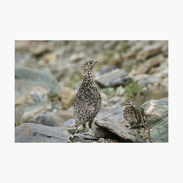 Item preview, Rock Ptarmigan & chick designed and sold by Marty Samis Photography.