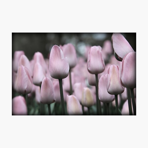pretty in PINK Photographic Print