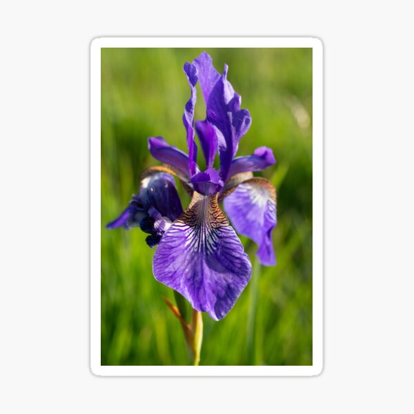 Siberian Iris Greeting Card for Sale by Kasia-D