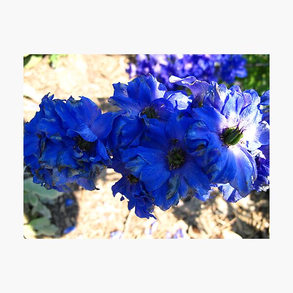 Fall Delphinium Photographic Print