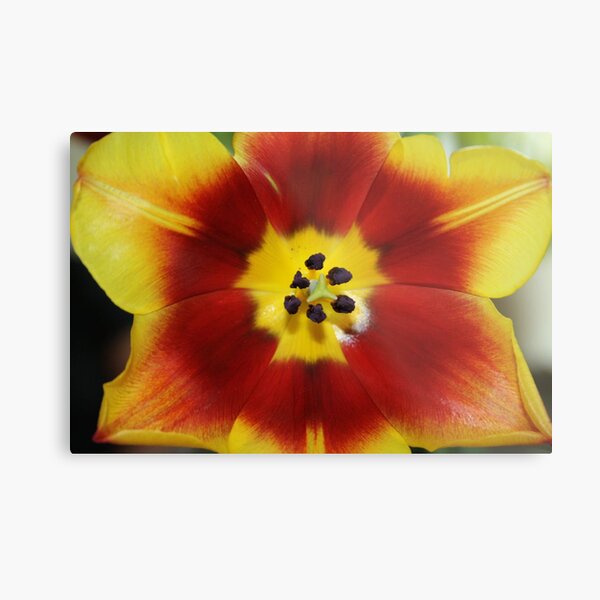 Tulip closeup photo Metal Print