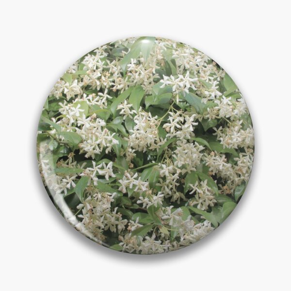 Artikelvorschau, weiße Jasminblüten - 0194384 entworfen und verkauft von Costas Aggelakis.