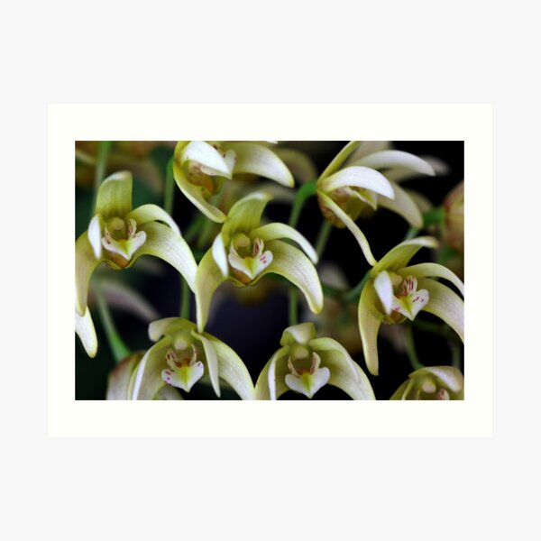 Dendrobium golden cascades Art Print