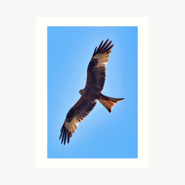 Red kite Art Print