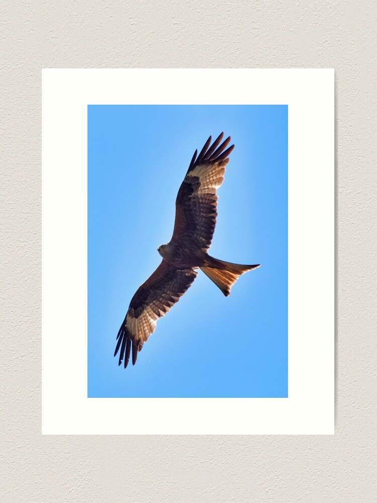 Alternate view of Red kite Art Print