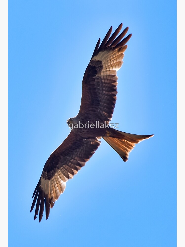 Red kite by gabriellaksz