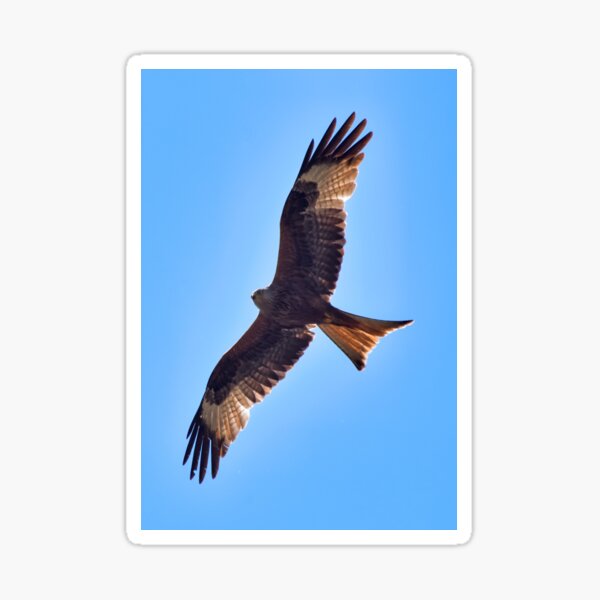 Red kite Sticker