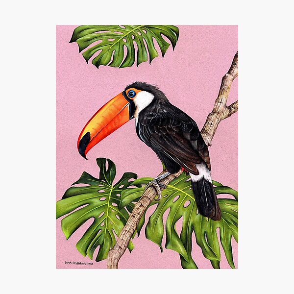 Curious Toucan Animal Head Wall Decor + Reviews