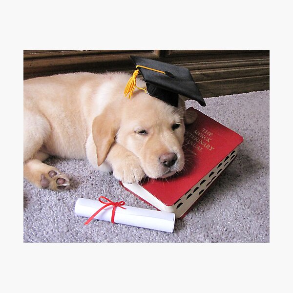 Graduation! What an ordeal! Photographic Print