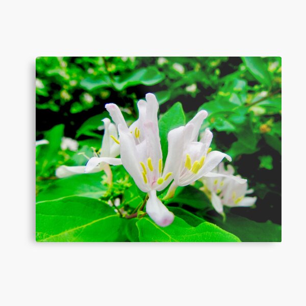 Macro of Honeysuckle Metal Print