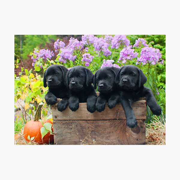 A box of 4 Labrador puppies! Photographic Print