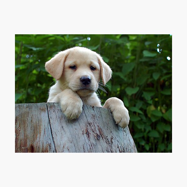 Hey! What are you guys doing? Photographic Print