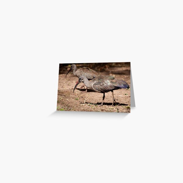 Hadeda Ibis, Kruger National Park, South Africa Greeting Card