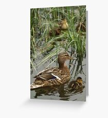 Guarding the Chicks, Scotland Greeting Card