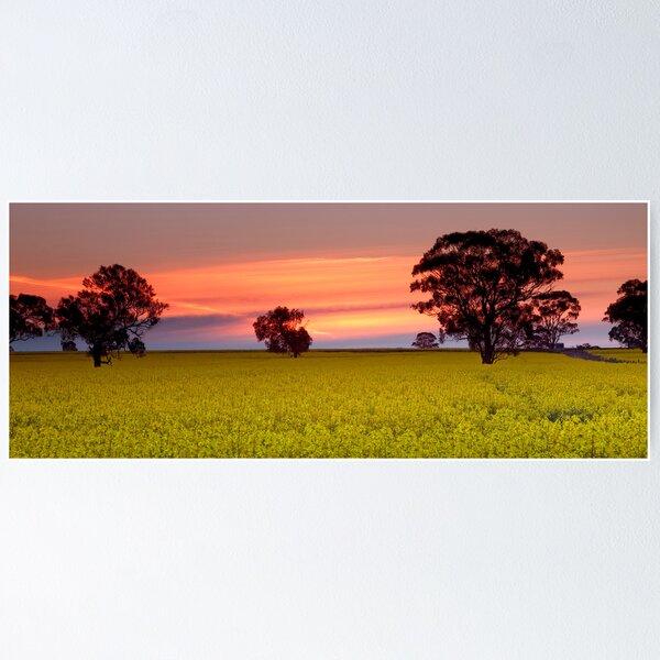 Item preview, Canola Field Sunset designed and sold by Travis Easton.