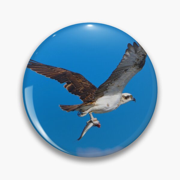 Item preview, An osprey with a fish - portrait designed and sold by Jason Gilbert.