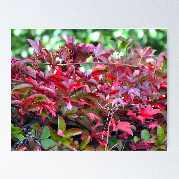 Item preview, Autumn Reds designed and sold by lynn carter.