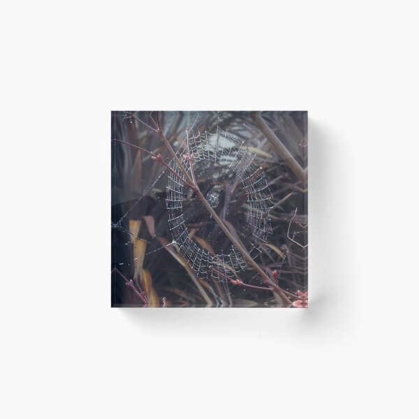 Item preview, Web I designed and sold by David Thompson.