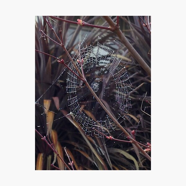 Item preview, Web I designed and sold by David Thompson.