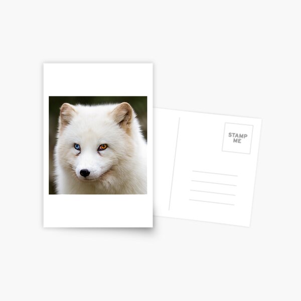 Item preview, Odd eyed arctic fox designed and sold by Cloudtail.