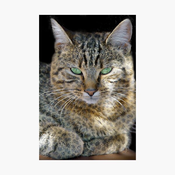 Artikel-Vorschau von  milde Rehkitz-Katze mit leuchtend grünen Augen, die im getupften Sonnenlicht an meiner Tür sitzt und den großen Katzenlook nach Größe ausprobiert., designt und verkauft von simpsonvisuals.